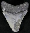 Bargain Juvenile Megalodon Tooth - Florida #21181-1